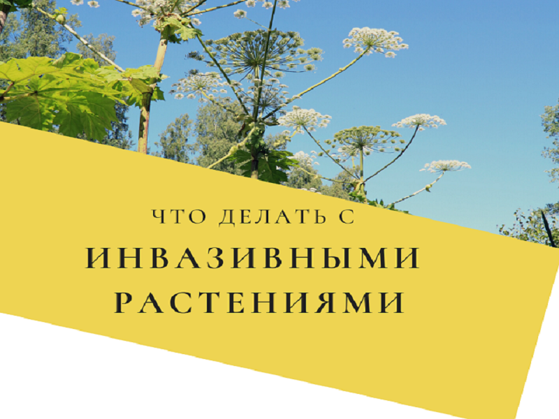 Борьба с инвазивными видами растений..